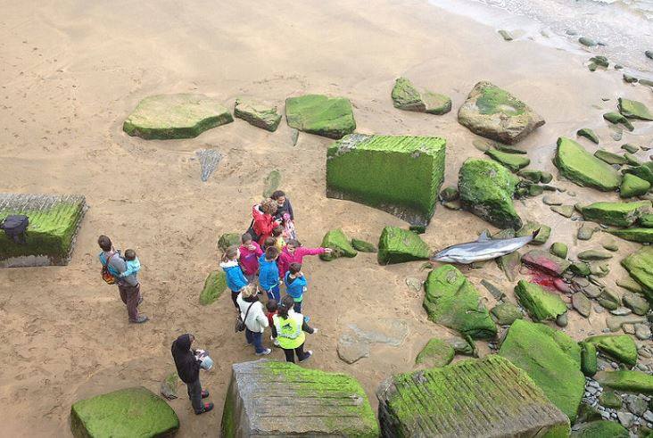 Un delfín listado, varado en Getaria. Fue el 14 de mayo de 2015.