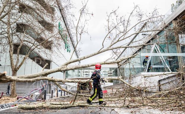 El árbol ha caído sobre la vía que separa El Corte Inglés de la plaza de Abastos. 