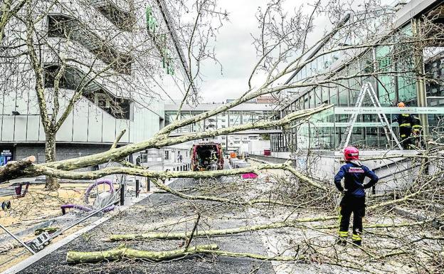 Un árbol de grandes dimensiones que echaba raíces en la calle Jesús Guridi, junto a la entrada principal de El Corte Inglés, cayó el domingo contra la terraza de la plaza de Abastos.