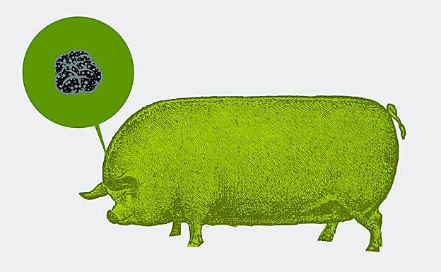 Camino Soria (pero vayan pronto)