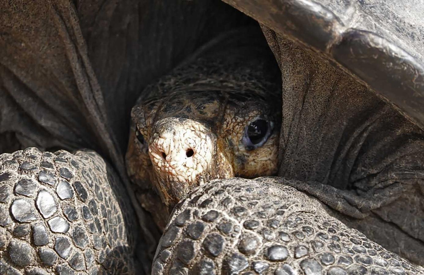 Un ejemplar de la tortuga gigante, Chelonoidis phantasticus, que se creía extinguida desde hace un siglo, ha sido hallada en las islas Galápagos