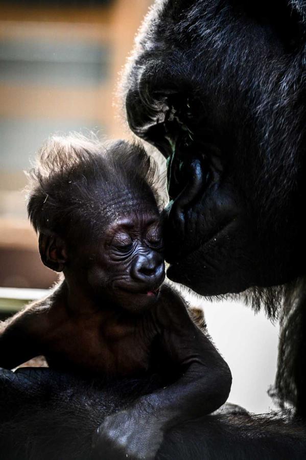 La gorila "Gypsy" cuida a su bebé de cuatro semanas, en el parque zoológico de Saint-Martin-la-Plaine, Francia