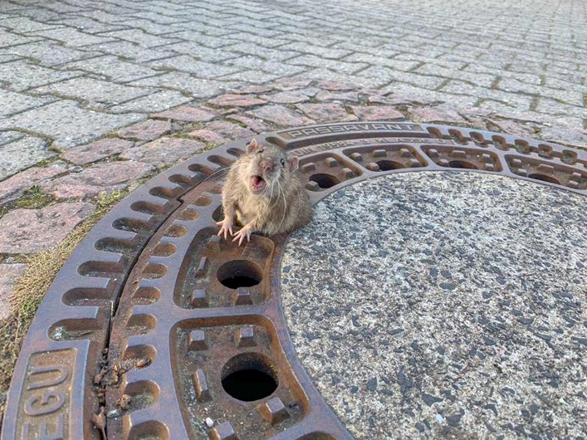 Una rata atrapada en una alcantarilla en Auerbach, Alemania 