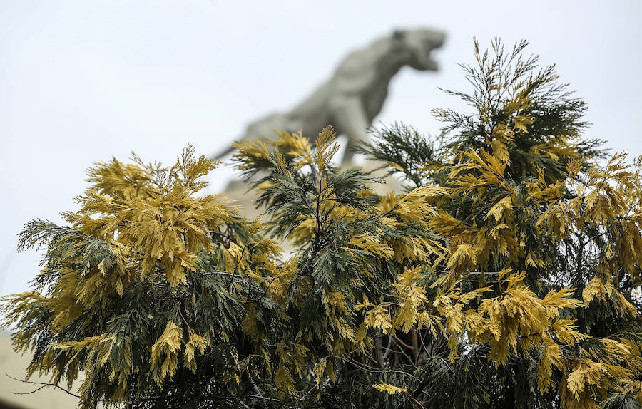 Plantas ornamentales en los jardines de la Ribera de Botica Vieja. 