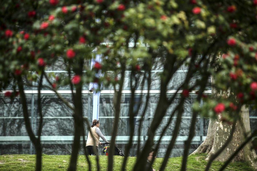 Flores junto a un platano de sombra cerca de la Torre Iberdrola. 