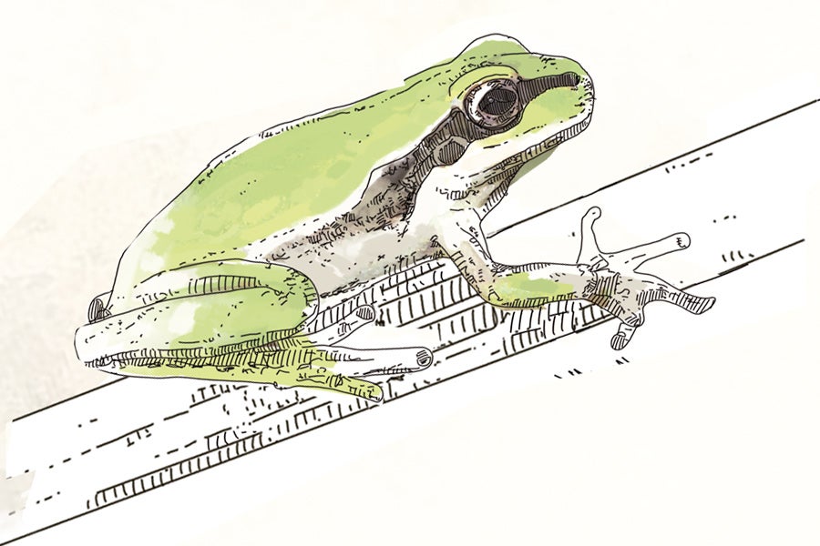 AMENAZADO. Ranita meridional (Hyla meridionalis). Es el único anfibio en peligro de extinción en Euskadi. Existen algo más de 1000 ejemplares, todos ellos en Mendizorrotz (Donostia). Hay un plan de reintroducción para mantener al menos los ejemplares existentes. Sus amenazas son la desaparición de hábitats y los incendios forestales, que llegan a destruir la vegetación de los márgenes de cursos o masas de agua.