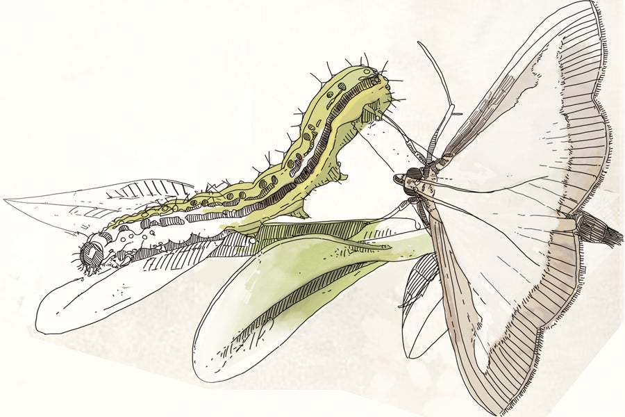 DEPREDADORA. Oruga del boj (Cydalima perspectalis). Mariposa nocturna procedente de China con una gran voracidad defoliadora sobre el boj. Hasta ahora sólo se ha detectado en zonas urbanas aunque puede tener efectos muy negativos sobre las bujedas naturales del País Vasco.