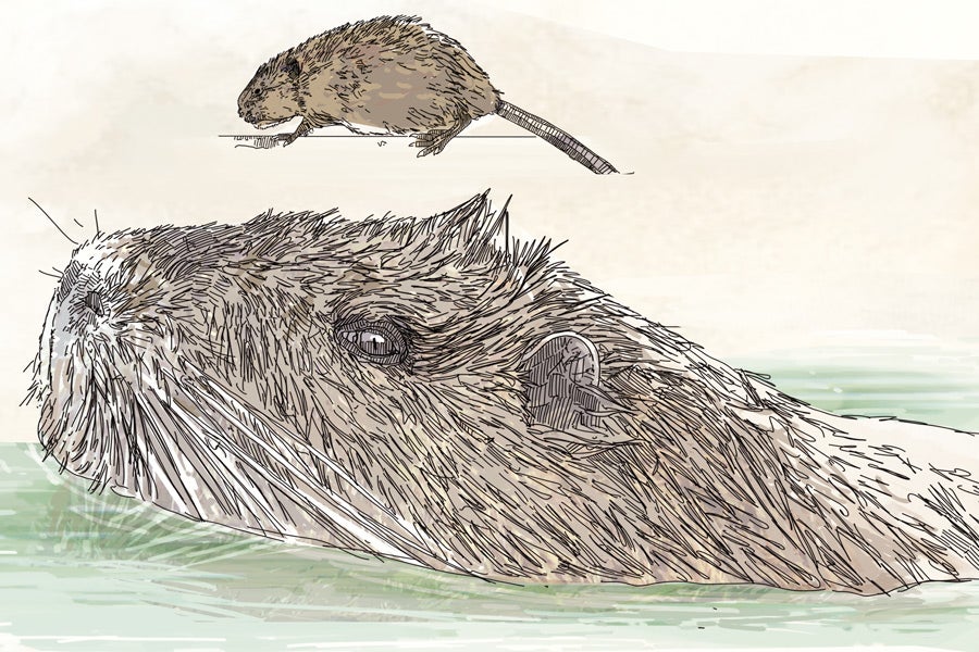 DEPREDADOR. Coipú (Myocastor coypus). En las zonas húmedas aledañas a la Bahía de Txingudi y en los ríos, Bidasoa, Jaizubia, Oiartzun y Urumea. Proceden de fugas y sueltas de animales en Francia que cruzaron la muga. Situación controlada con sacrificios periódicos.