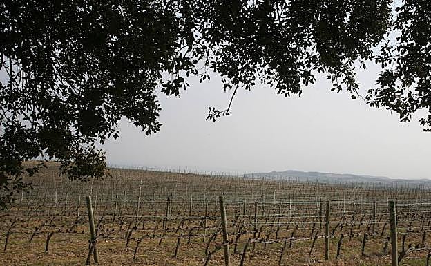 La ruta atrae anualmente a cerca de 60.000 visitantes a las viñas de Rioja Alavesa.