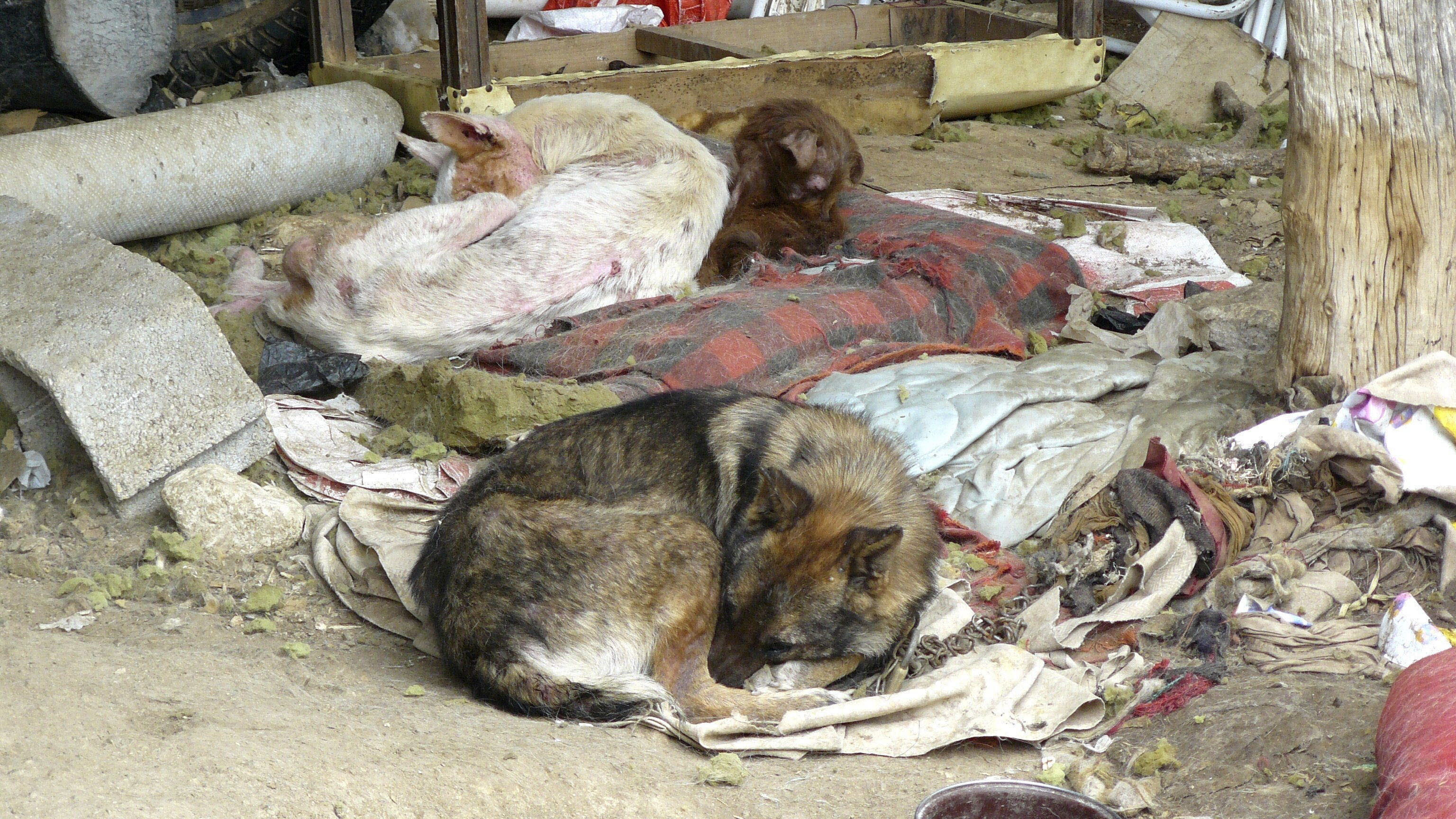 Perros, ajenos a la información, en estado de abandono.