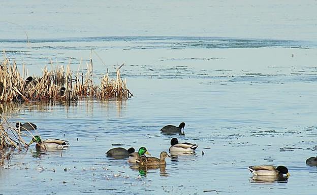 Varias aves descansan en la laguna de Sariñena.