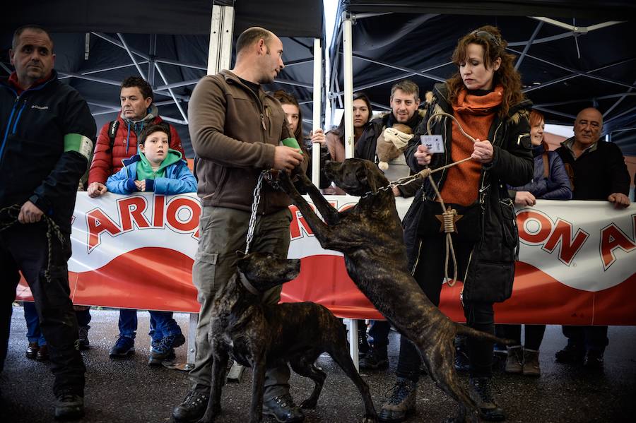 Concurso de perros, agricultura ecológica y talos en la tradicional cita de la localidad de la Margen Izquierda