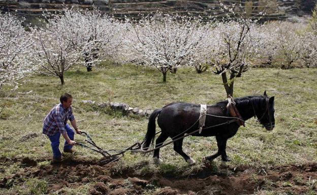 Un campesino labra la tierra junto a una plantación.