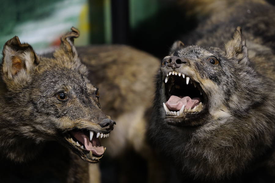 Macho y hembra de lobo europeo