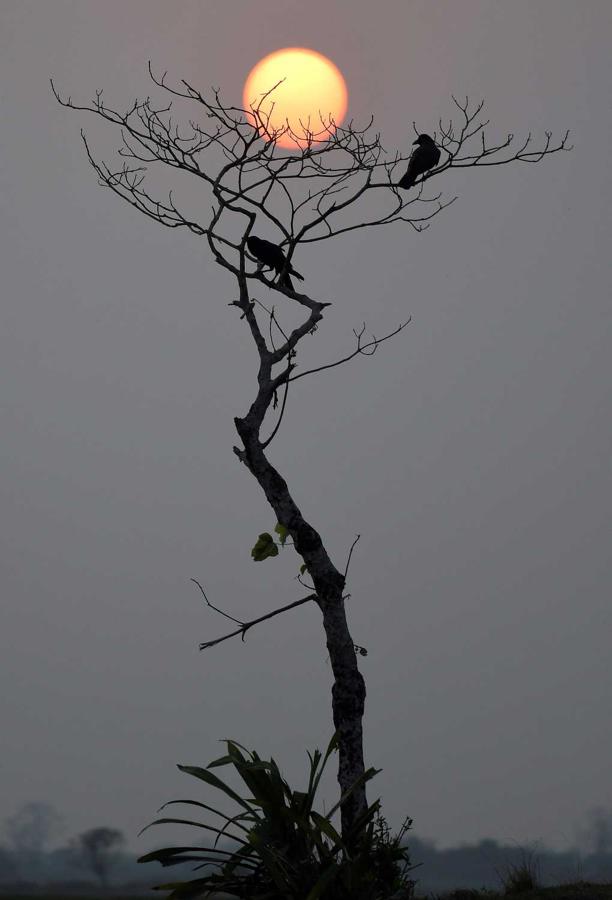 Dos cuervos reposan sobre las ramas de un árbol durante una puesta de sol, en Assam, India