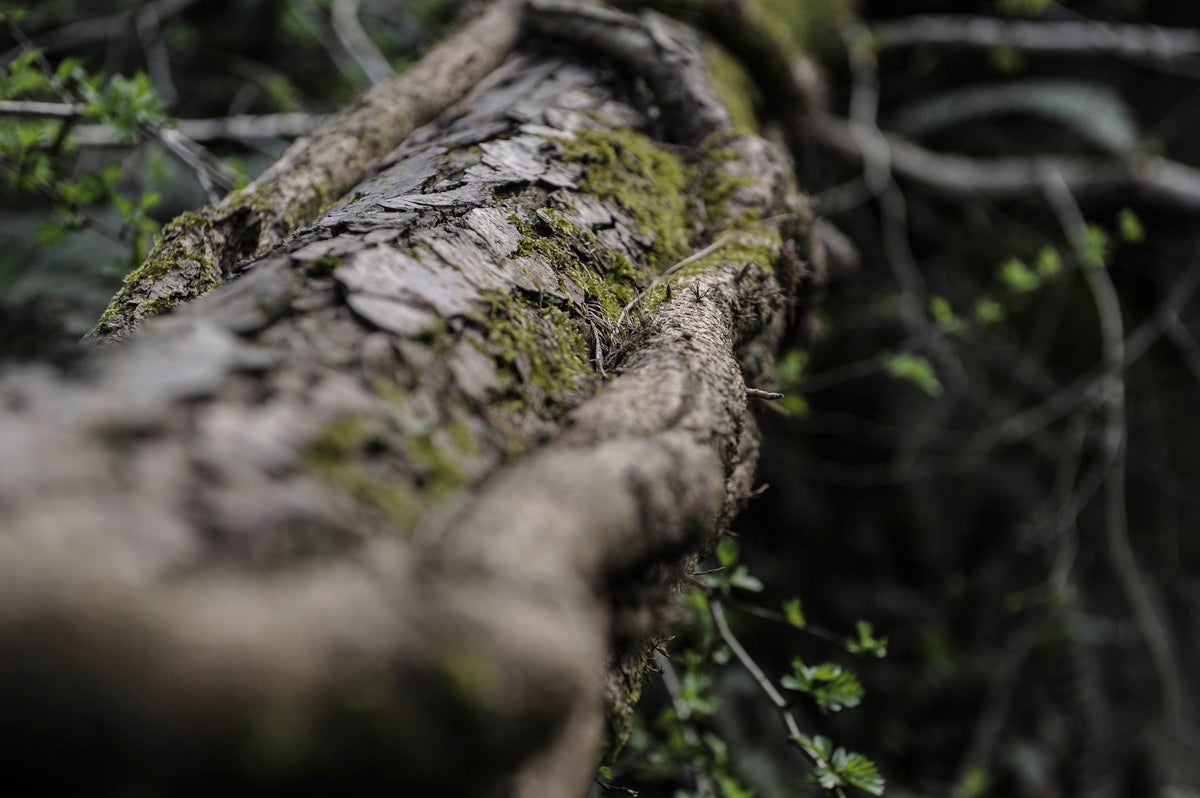 Colores y texturas diferentes en el arranque de la primavera.