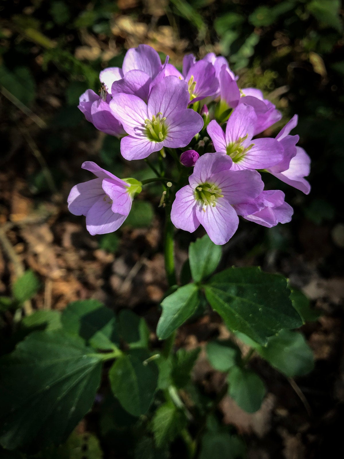 La belleza salta en cualquier esquina de Bolintxu.
