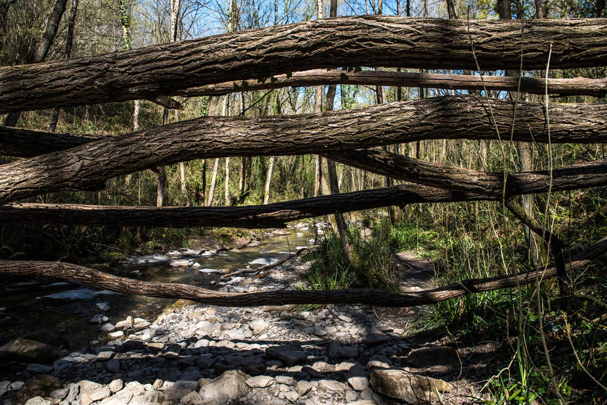 Falsas acacias tumbadas sobre el cauce del río.