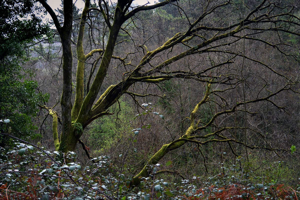 Bolintxu muestra todo su esplendor con sus vivos saltos de agua y su vegetación en pleno apogeo.