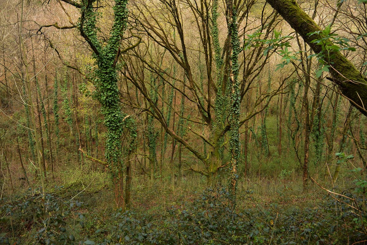 Bolintxu muestra todo su esplendor con sus vivos saltos de agua y su vegetación en pleno apogeo.