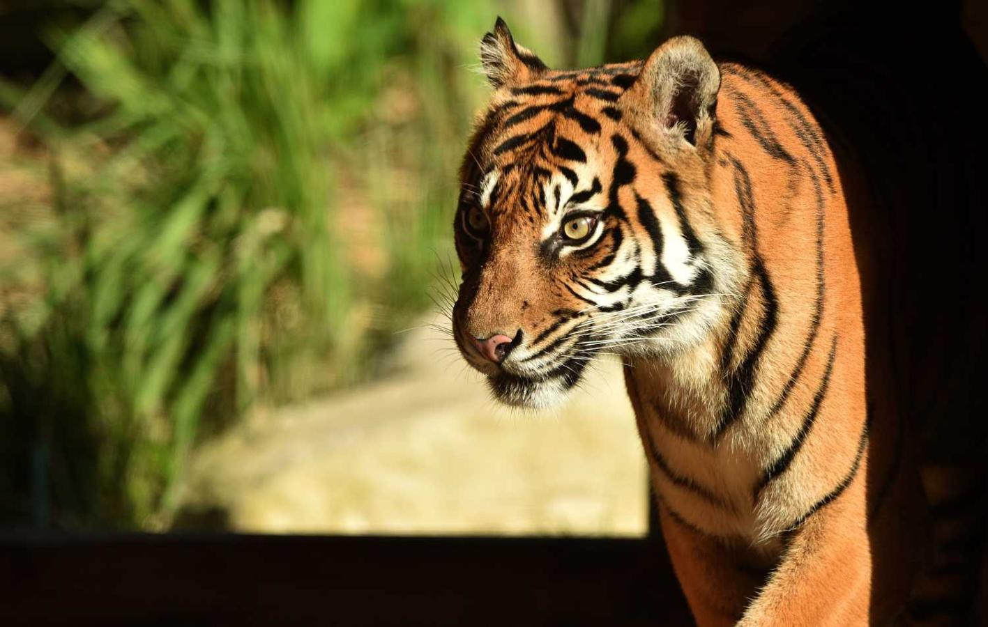 Un tigre de Sumatra en el Zoológico de Taronga en Sydney 