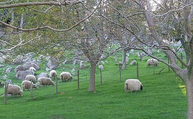 Las ovejas pastan en un bello prado al resguardo de los nogales. 
