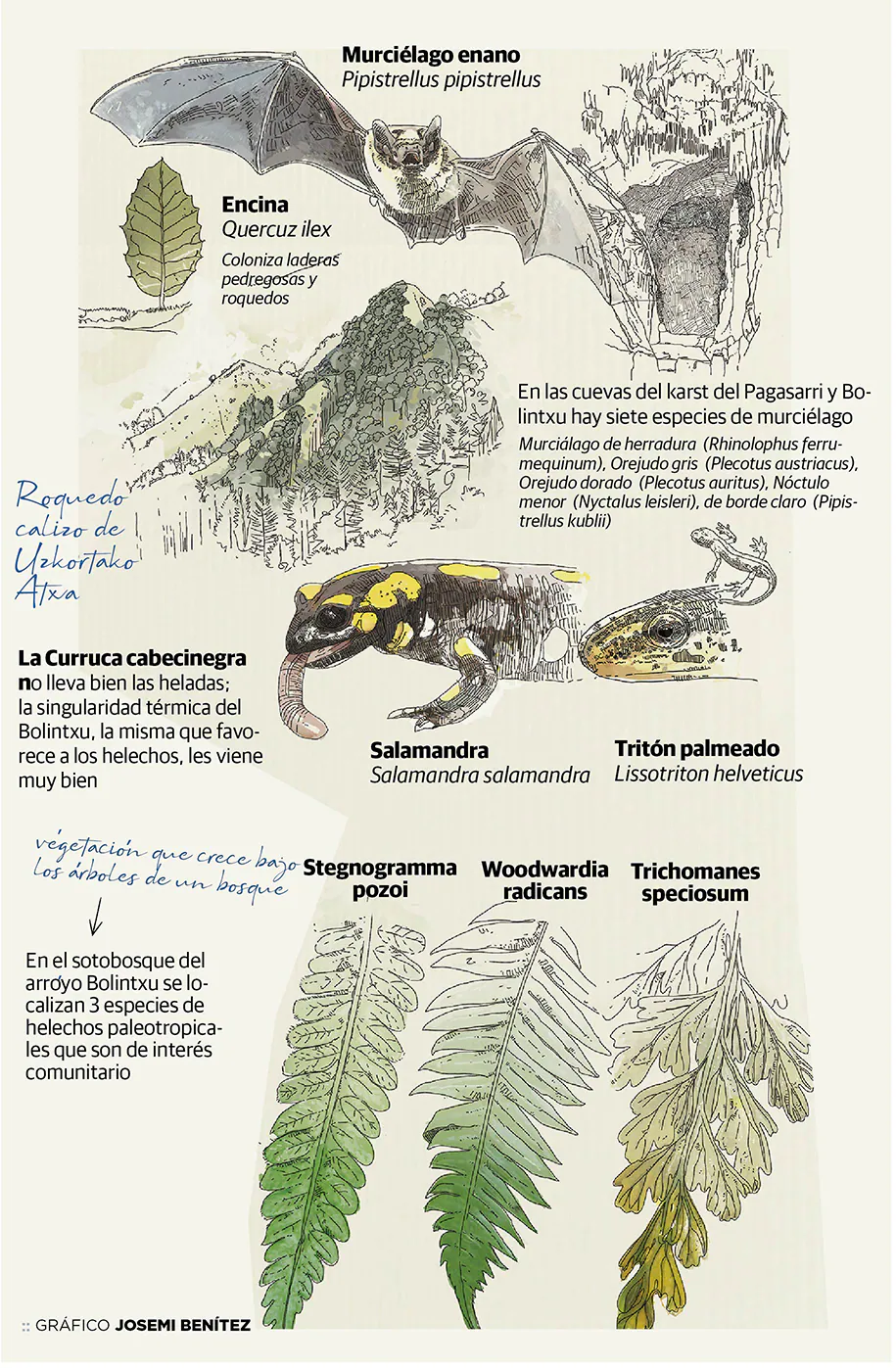 La flora y fauna del Bolintxu