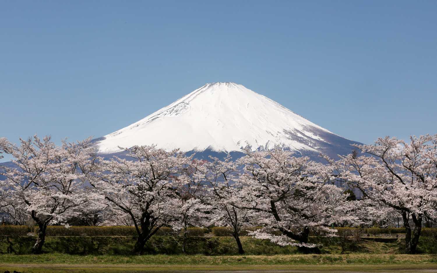 El Monte Fuji, el pico más alto de Japón, visto entre cerezos en flor, desde Gotemba, en la prefectura de Shuzuoka, en el centro del país