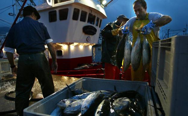 Descarga de bonito en el puerto de Bermeo.