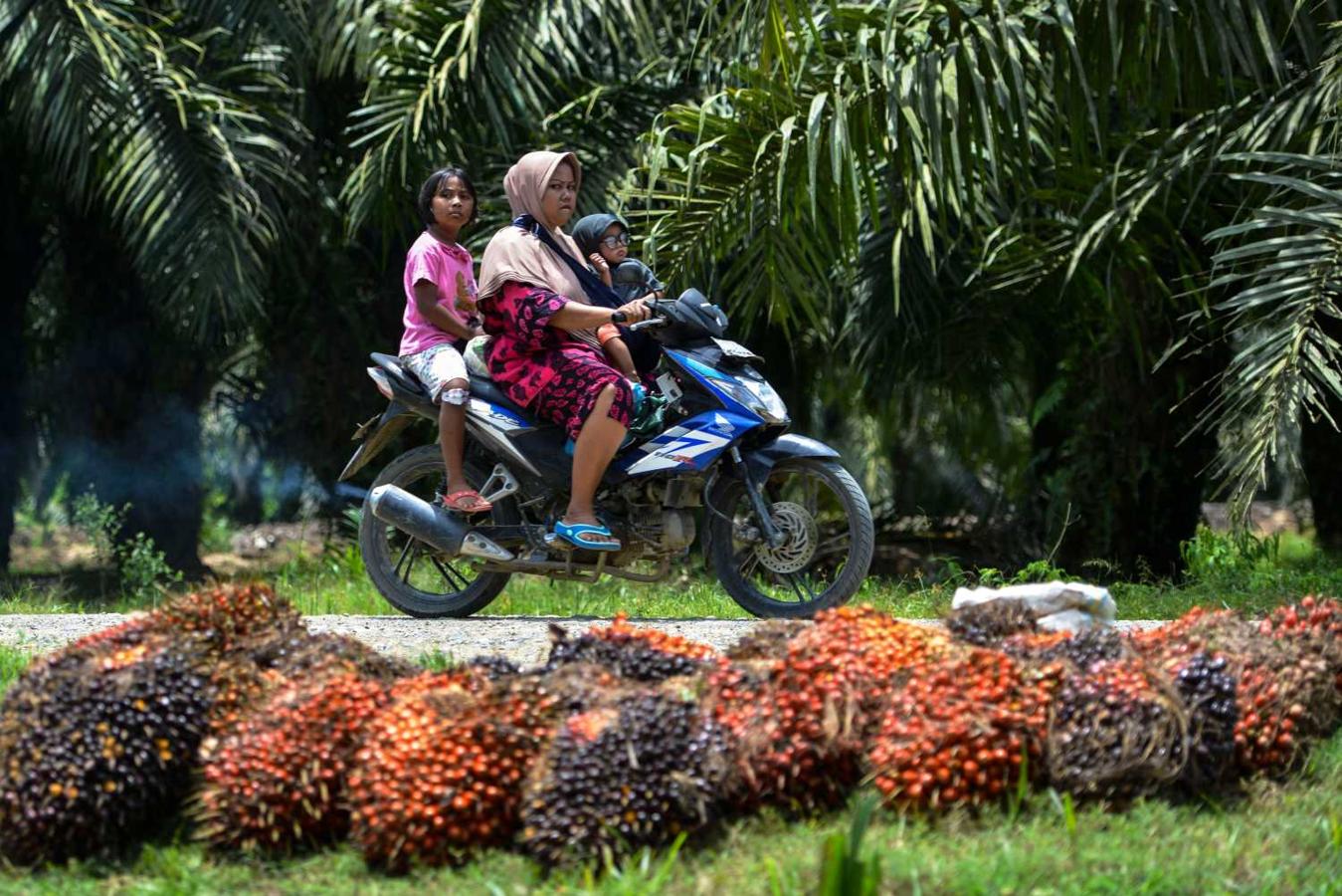 Una mujer conduce una motocicleta en la que también viajan sus dos hijos, y pasan por una plantación de aceite de palma en Meulaboh, provincia de Aceh