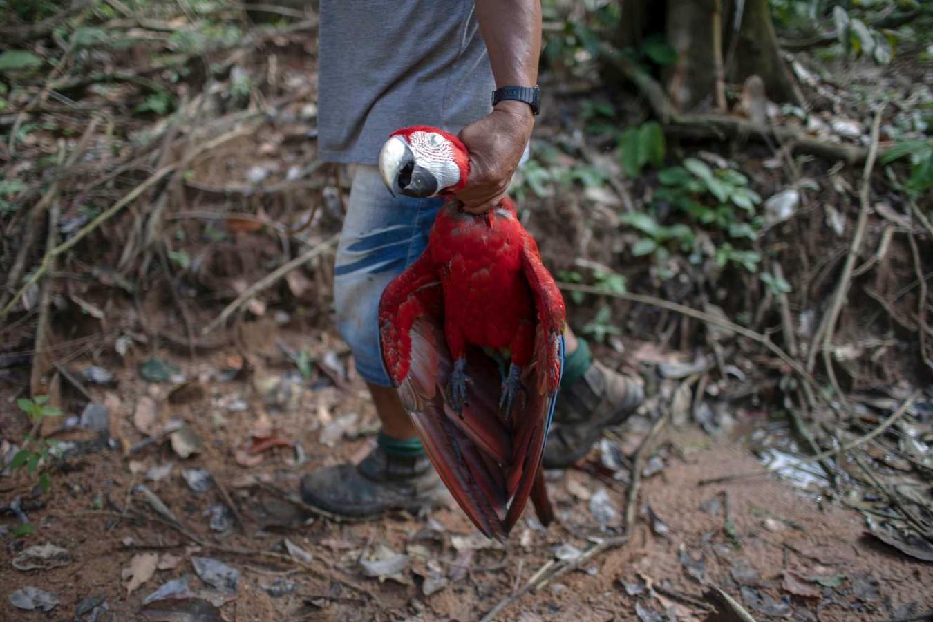 Indígena de la tribu Arara llevando el loro guacamayo que ha cazado en el estado de Para, Brasil 