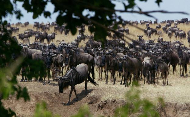 Parque nacional del Serengueti (Kenia).