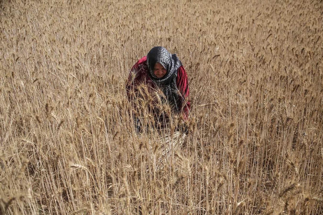 Una mujer palestina cosecha trigo en un cultivo en Jan Younis, al sur de la Franja de Gaza. La ciudad de Jan Younis, fronteriza con Israel, es una de las áreas agrícolas más grandes de Gaza, con más de 450 personas dedicadas al cultivo del trigo. 