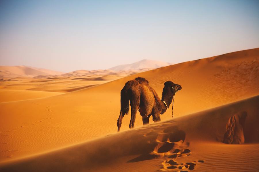 Desierto del Sahara: el lugar más cálido del mundo