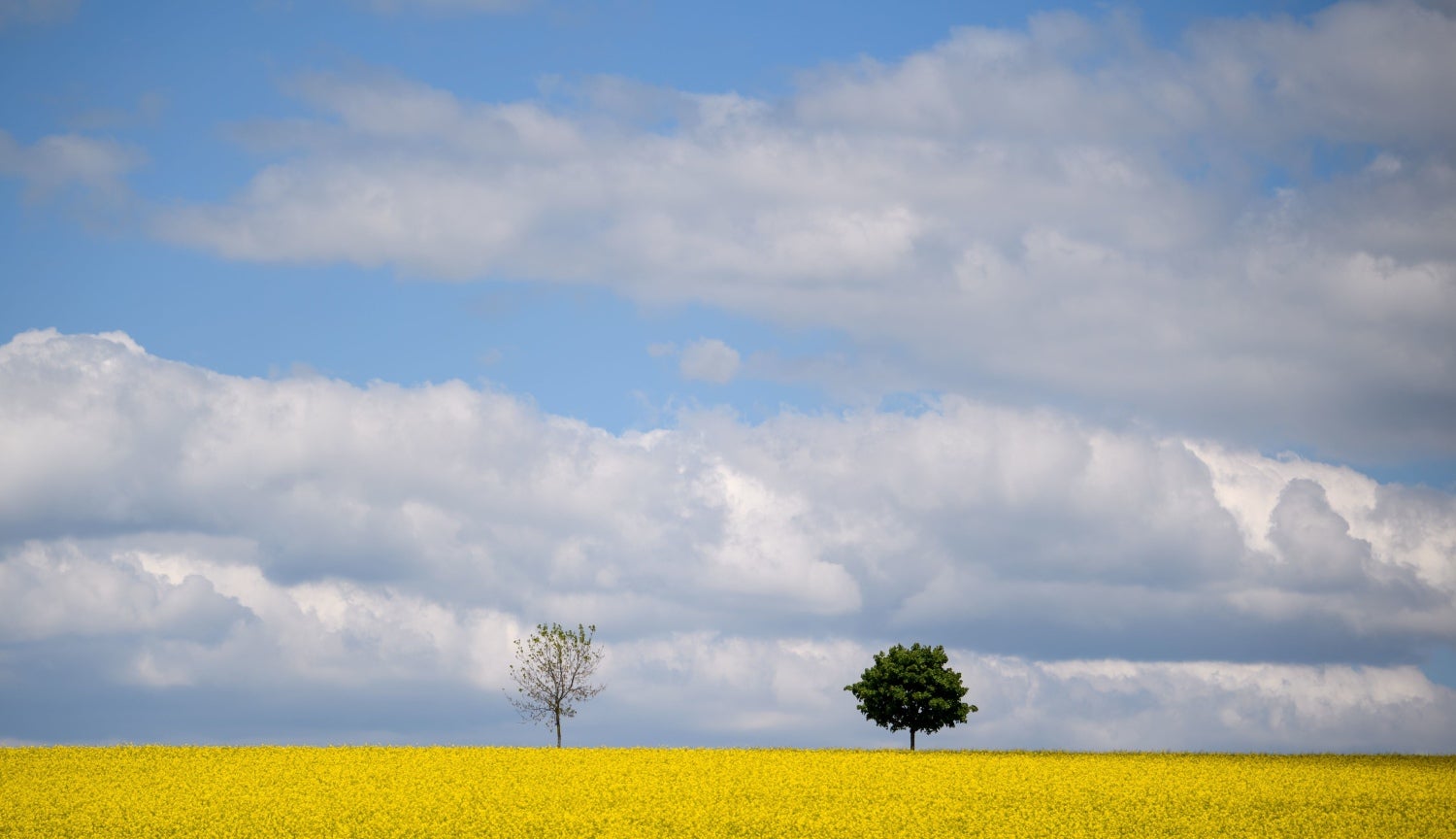 Un campo de colza en Fahrenzhausen, cerca de Freising, Alemania