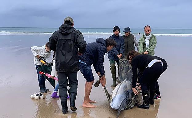Agentes de Medio Natural y varios surfistas y vecinos intentan llevar hasta el agua a los que todavía están vivos. 