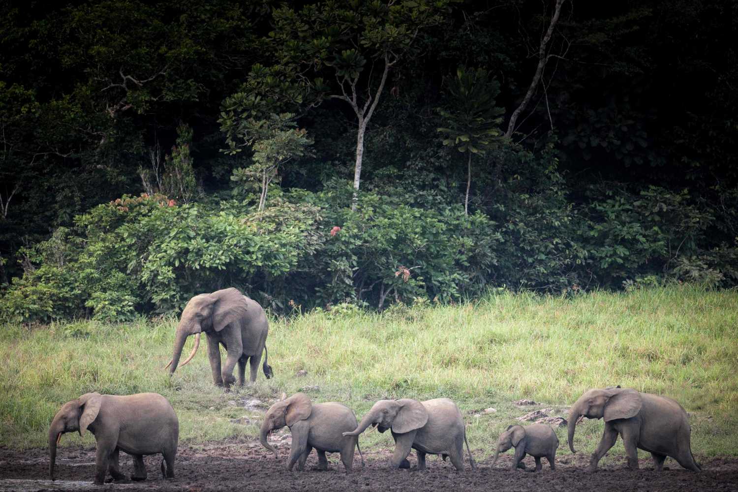 Elefantes en el parque nacional de Ivindo, Gabón