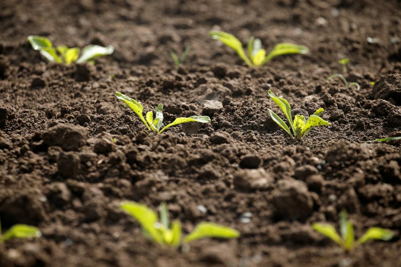 Brotes jóvenes de remolacha azucarera en un campo en Tilloy-lez-Cambrai, Francia