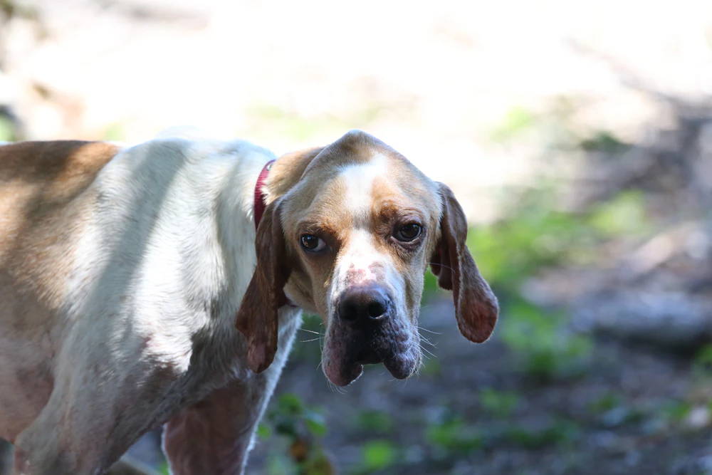 HUMO. 5 años. Macho. Pointer de pura raza. Apareció el pasado domingo en La Peña. Tiene sarna, está en los huesos y será puesto en adopción en cuanto se recupere, porque ahora apenas puede andar, aunque su estado de salud mejorará pronto. Lo encontraron con otro perro que sí que tenía dueño y que se había perdido, mientras que él estaba abandonado. Tiene un tatuaje. Al parecer, lo compraron para cazar y ha estado abandonado en una huerta. No tiene chip. 