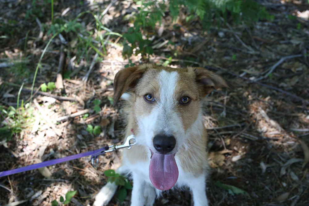 NERUDA. 8 meses. Macho. Cruce de pastor vasco con podenco. Se recogió en Otxarkoaga. Al parecer, se escapó de algún caserío. No tenía chip y se cree que de la zona de Aperribai, en Galdakao. Lleva menos de un mes viviendo en las instalaciones. Es preferible la adopción conjunta con su madre, Rosalía, que fue recogida un día después por la misma zona. Tenía las almohadillas reventadas de buscarle. Si se separan, la invade la tristeza.