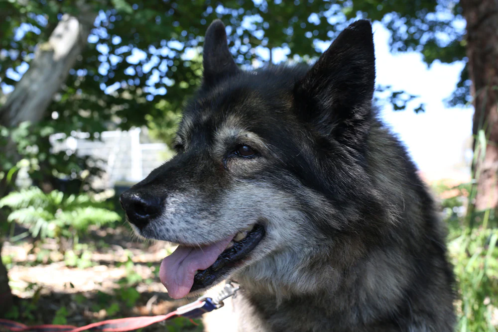 SUE. 14 años. Macho. Cruce de perro Alaska Malamuten. Lleva dos meses en las instalaciones. Su dueño legítimo la dejó en la puerta de un caserío de Barakaldo, donde residió muchos años. Un día se asustó y se desorientó porque está «senil». Alguien la cogió y la trajo a La Peña. Tenía el chip de su anterior dueño, pero no se había hecho el cambio de titularidad. La familia la localizó un mes después de que se perdiera, y la recuperó. Pero no se adaptaba, estaba triste y no quería comer, así que decidieron devolverle a la perrera. Necesita estar con una familia que esté pendiente de él y que le cuide sus últimos años.