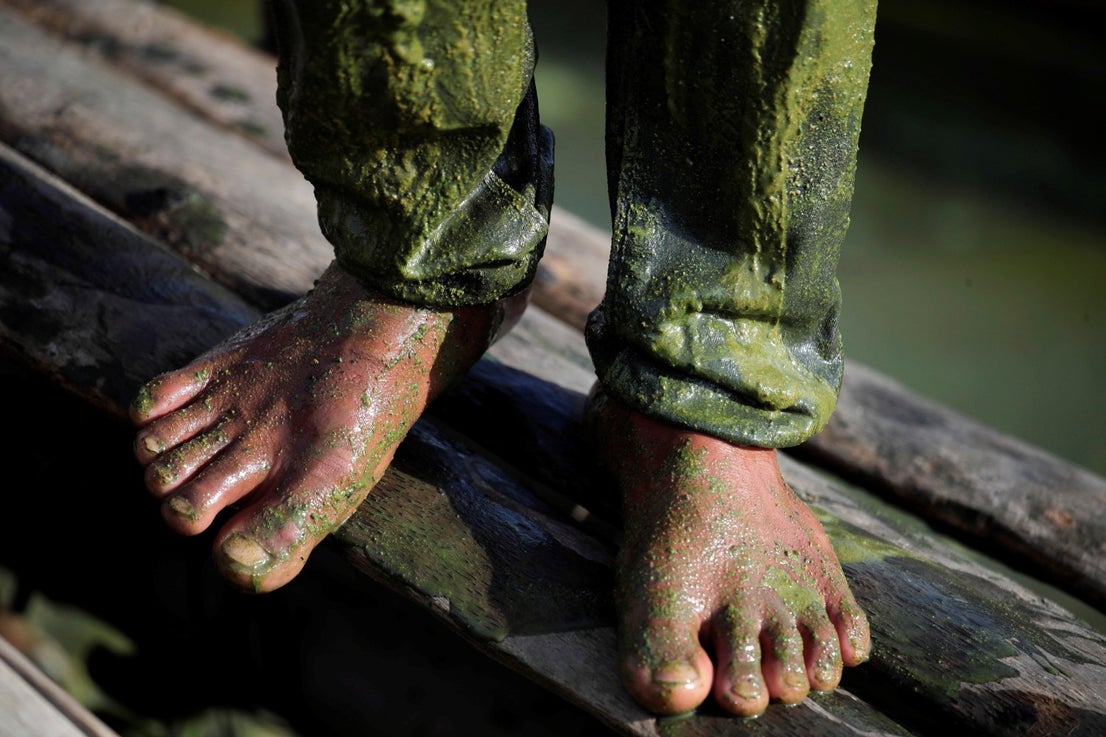 Los pies de un pescador filipino manchados por algas verdes tras faenar en aguas de Laguna de Bay, al sur de Manila, Filipinas. Las autoridades sanitarias locales han recibido quejas de los residentes por el olor que desprende la descomposición de las algas, pero según expertos medioambientales son beneficiosas ya que sirven de alimento para las especies acuáticas. 