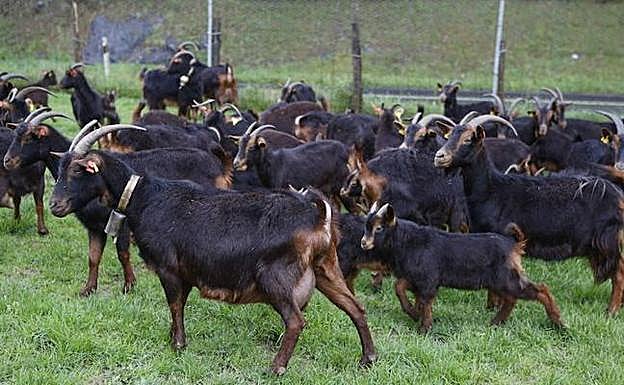 Fiestas de San Antonio 2019 en Baranbio: Día de la cabra - Ahuntz Eguna