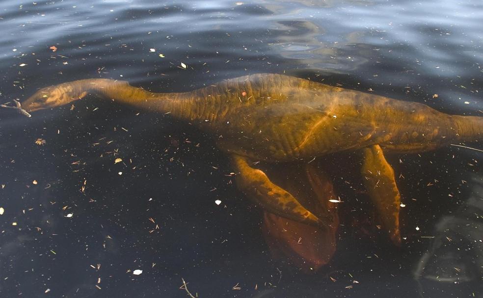A la caza del monstruo del lago Ness | El Correo