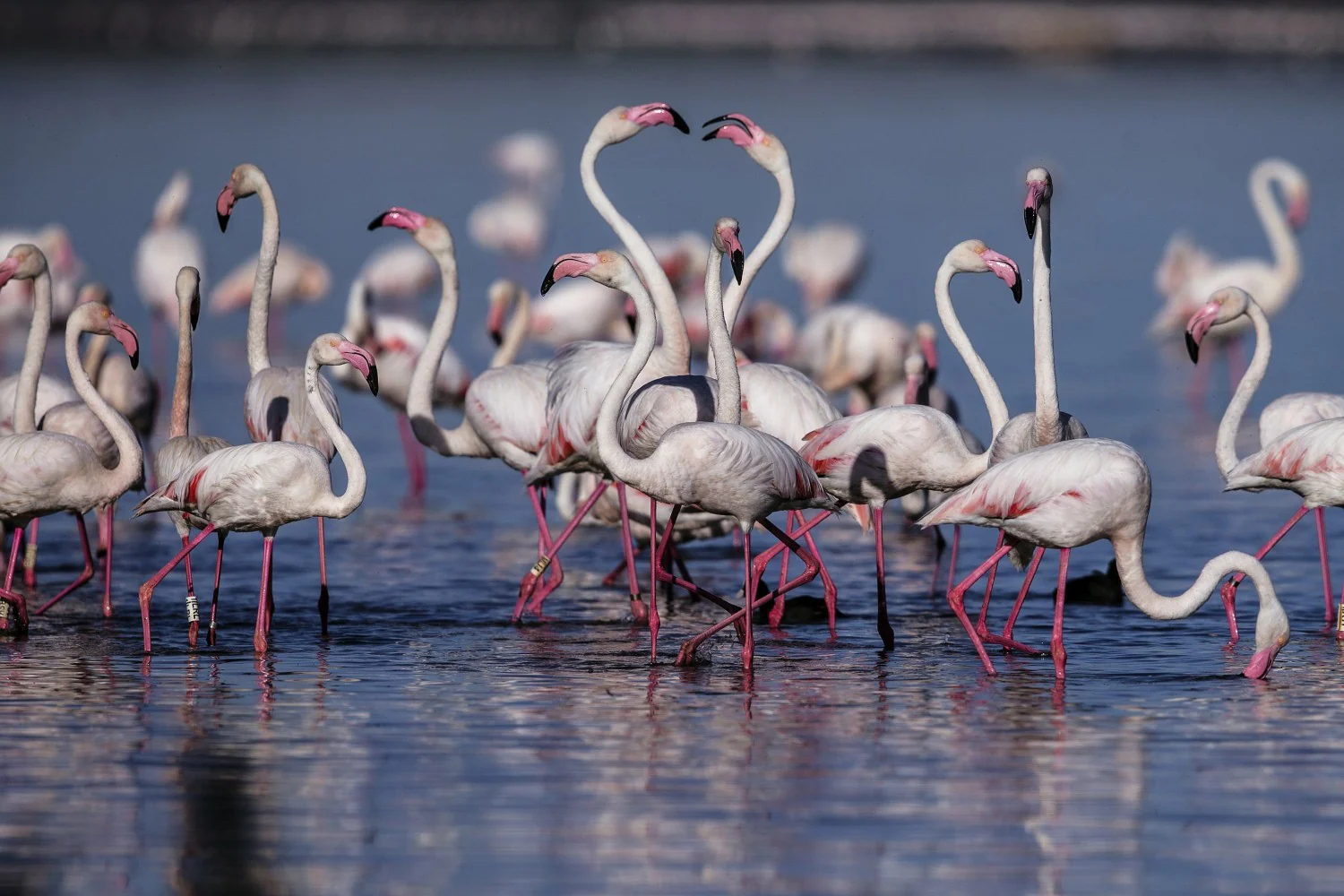 Flamencos rosas en la Reserva Natural Laguna de Fuente de Piedra de Málaga, donde han nacido las primeras crías de la temporada. Este humedal que alberga a 20.000 ejemplares y más de 8.000 parejas reproductoras es uno de los focos de producción de flamencos más importantes del Mediterráneo y África Occidental. 
