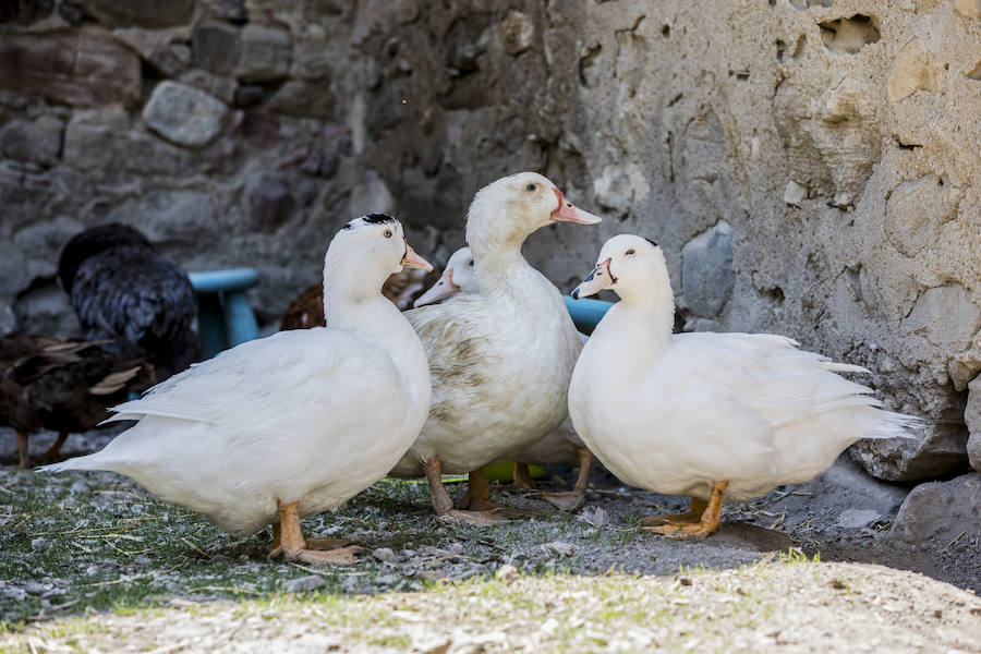 La veterinaria María González y su pareja cuidan de cabras, gallinas, gatos y burros rescatados en su refugio de Ribera Alta