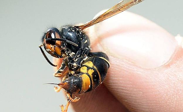 Ejemplar de avispa asiática, cuyo tamaño es superior a la común.