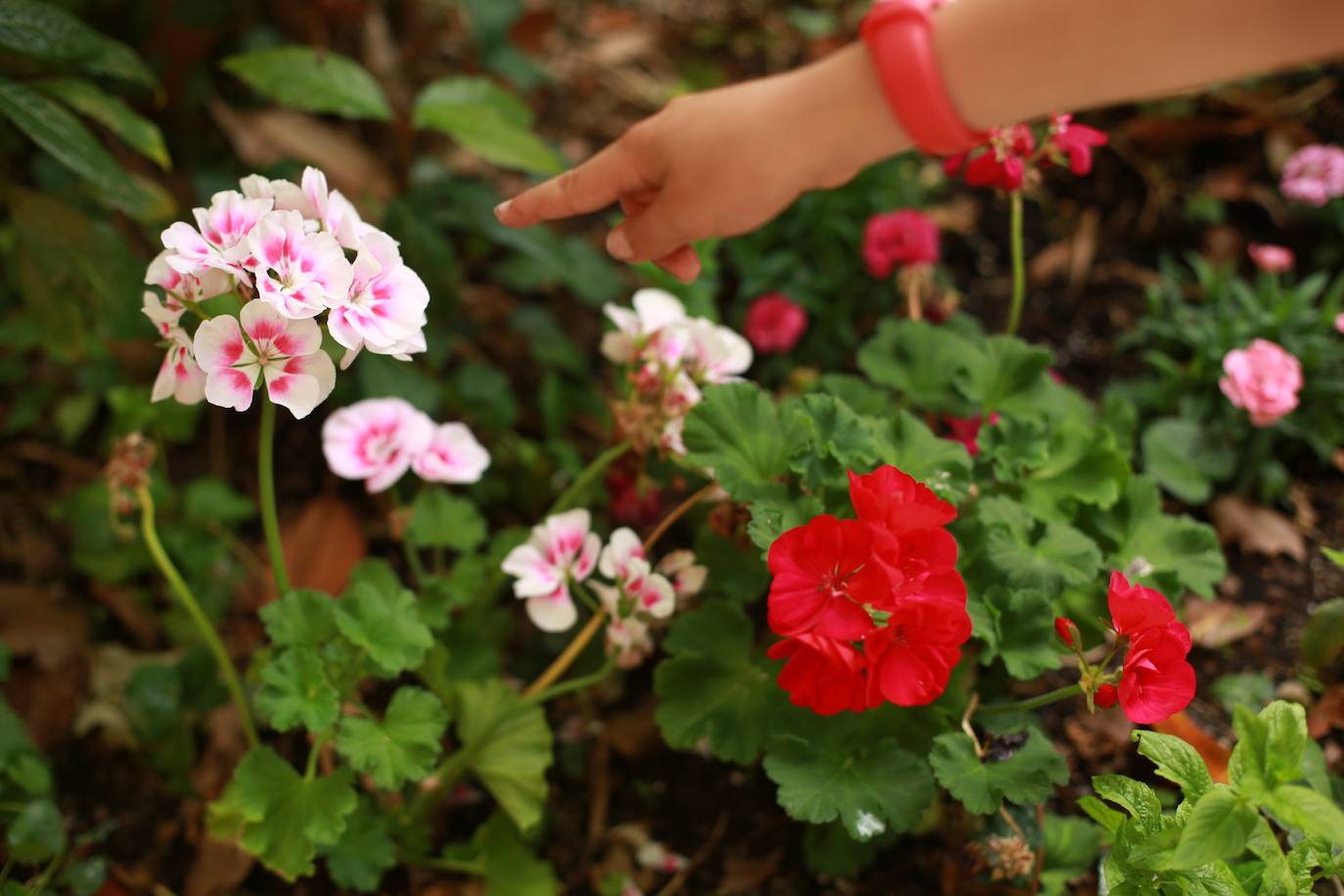 Flores del jardín de Ana Isabel de Pablo