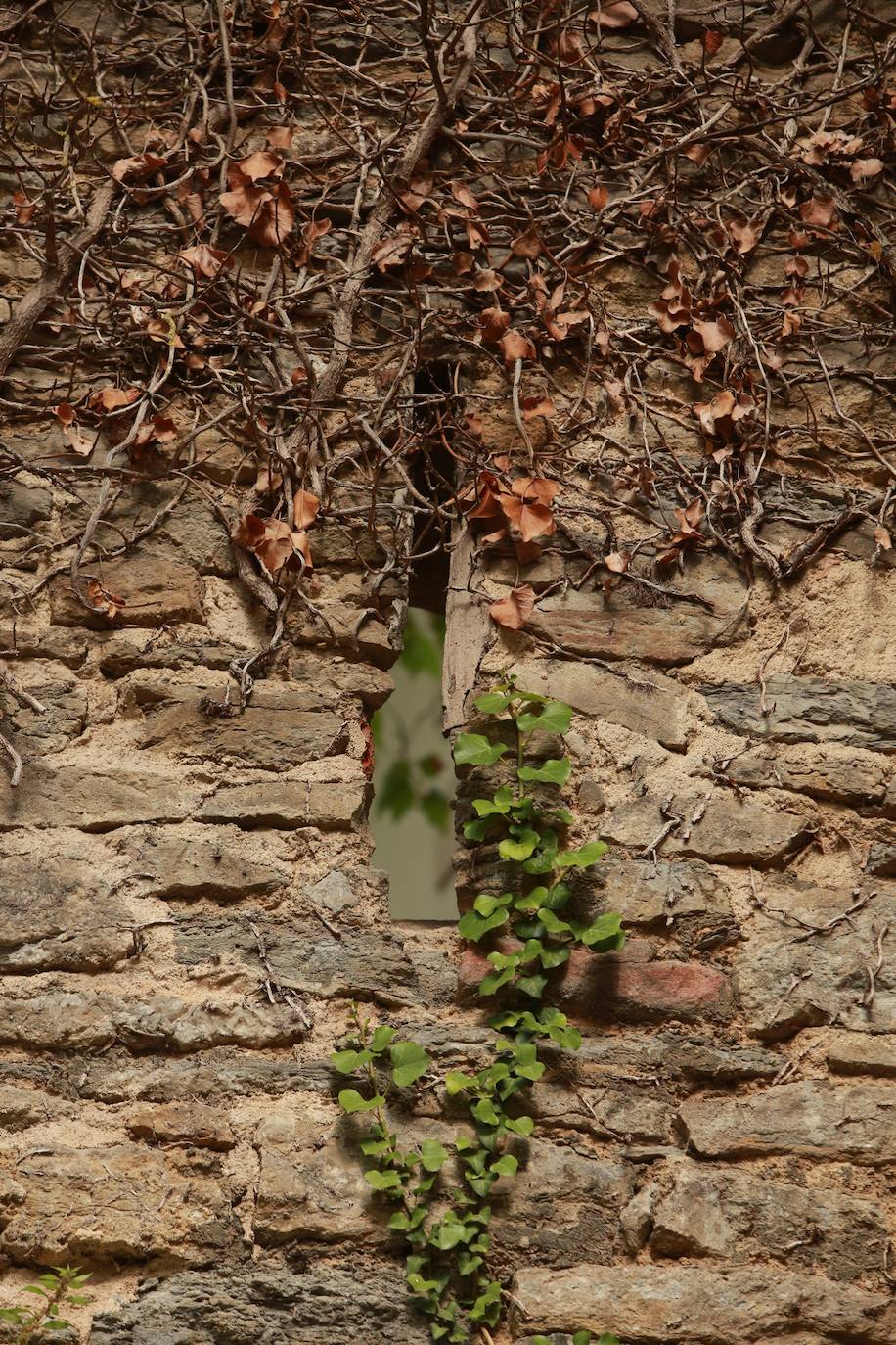 Parte de la muralla antigua que forma parte de jardín de Ana Isabel