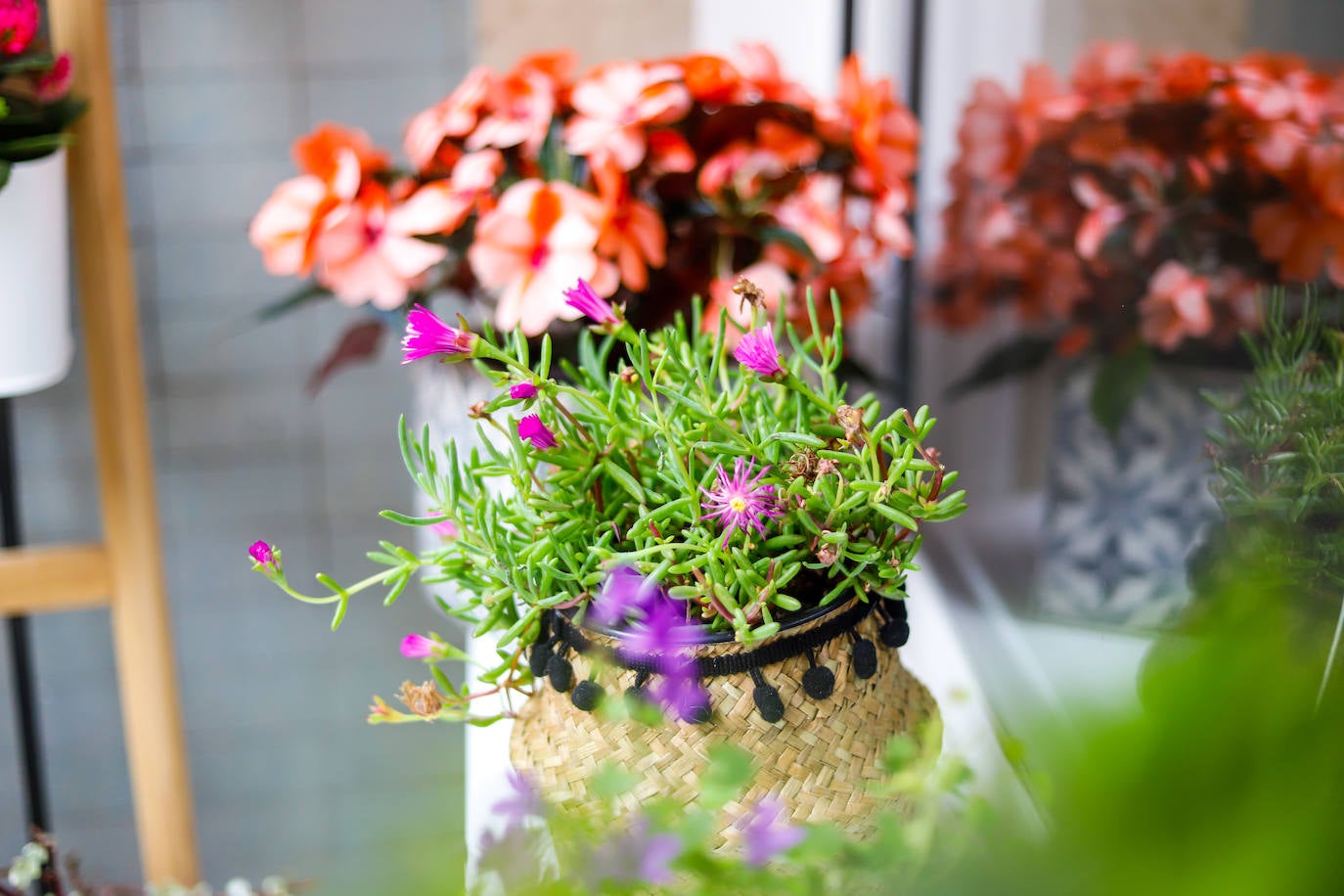 Una de las plantas coloridas de Sophe García